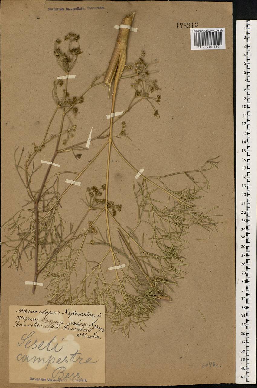 Seseli tortuosum L., Eastern Europe, North Ukrainian region (E11) (Ukraine)