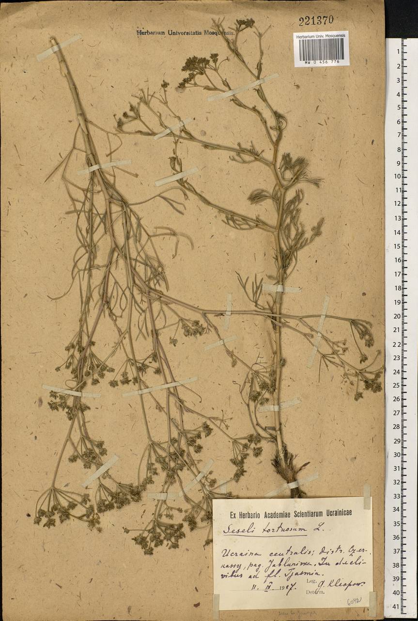 Seseli tortuosum L., Eastern Europe, South Ukrainian region (E12) (Ukraine)