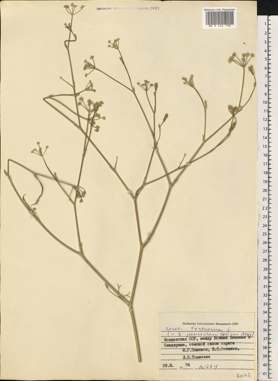 Seseli tortuosum L., Eastern Europe, Moldova (E13a) (Moldova)