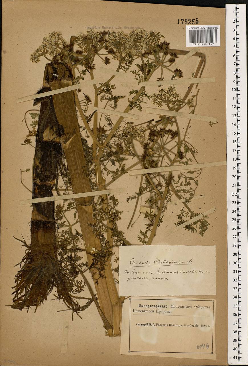 Oenanthe aquatica (L.) Poir., Eastern Europe, Northern region (E1) (Russia)