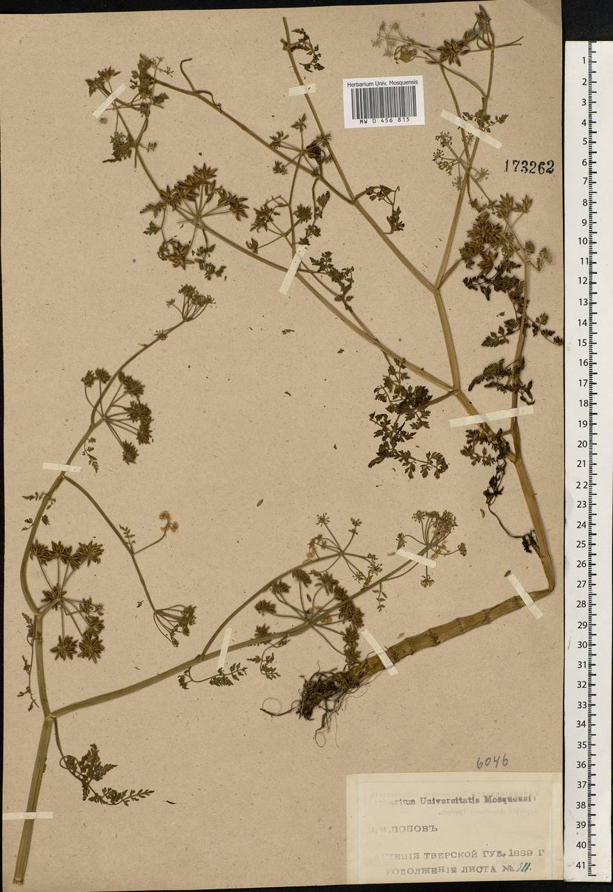 Oenanthe aquatica (L.) Poir., Eastern Europe, North-Western region (E2) (Russia)