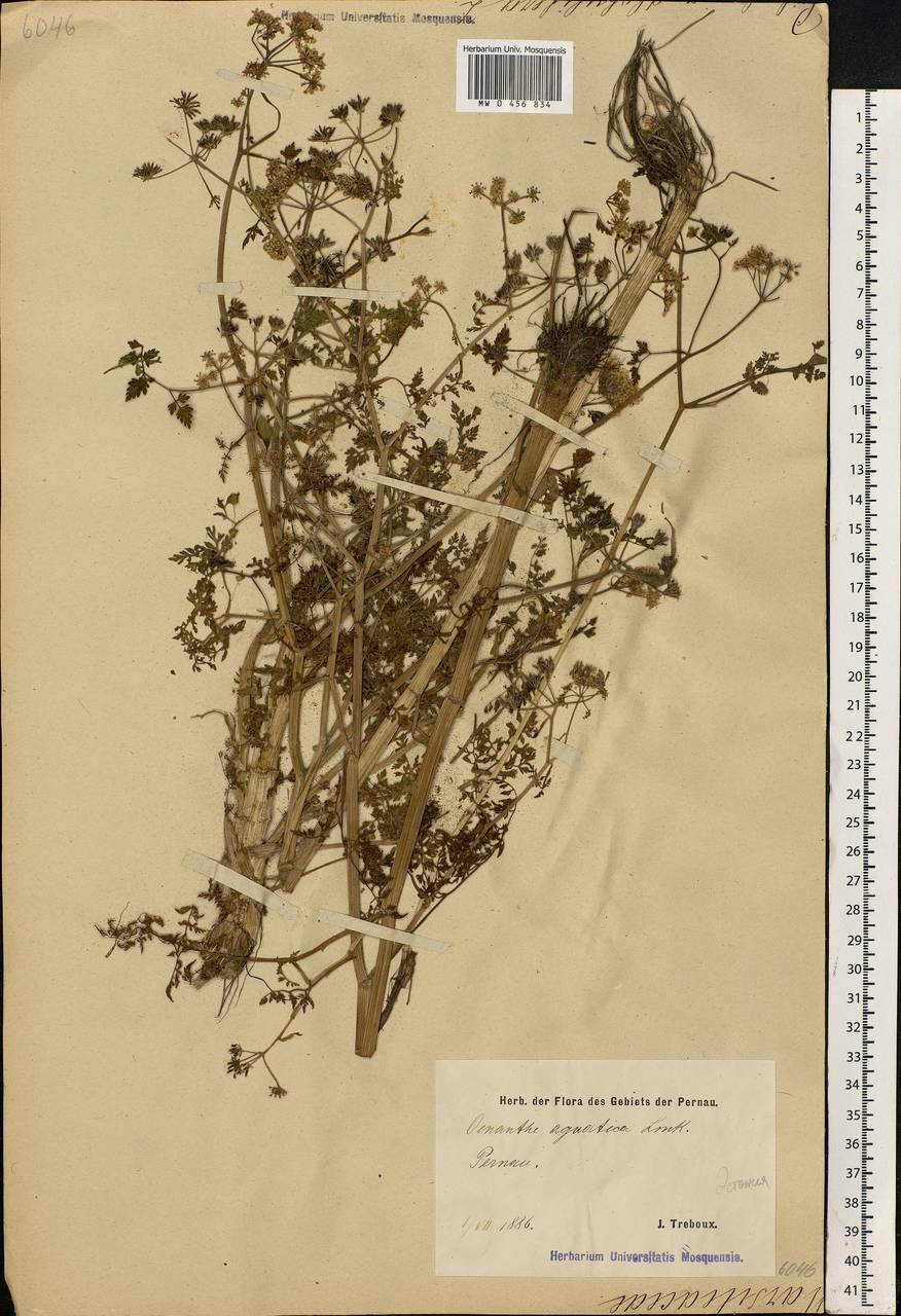 Oenanthe aquatica (L.) Poir., Eastern Europe, Estonia (E2c) (Estonia)