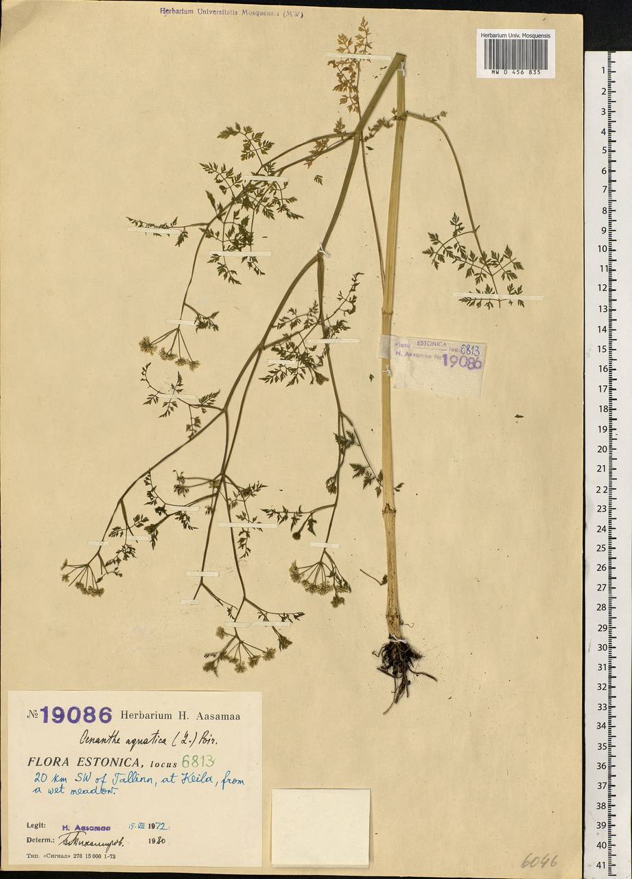 Oenanthe aquatica (L.) Poir., Eastern Europe, Estonia (E2c) (Estonia)