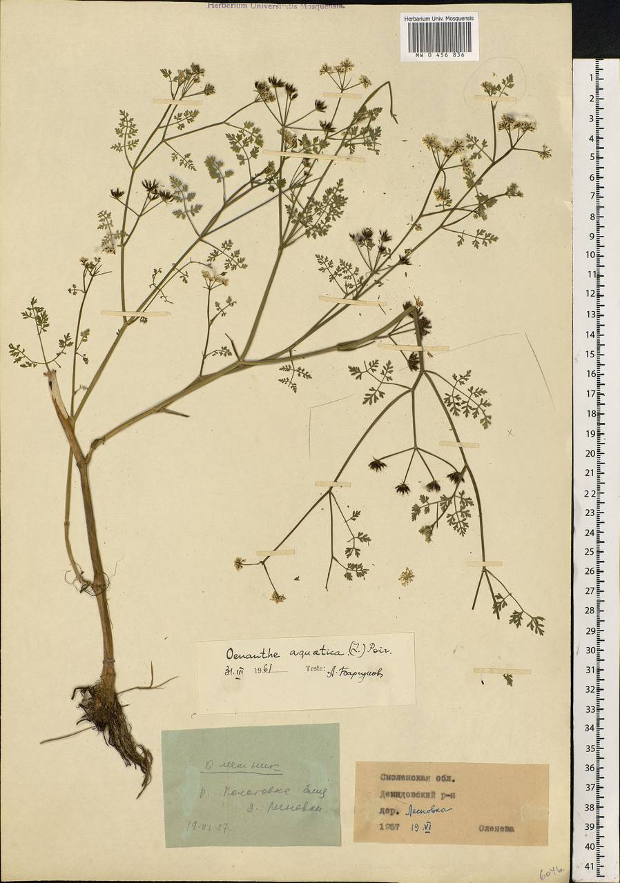 Oenanthe aquatica (L.) Poir., Eastern Europe, Western region (E3) (Russia)