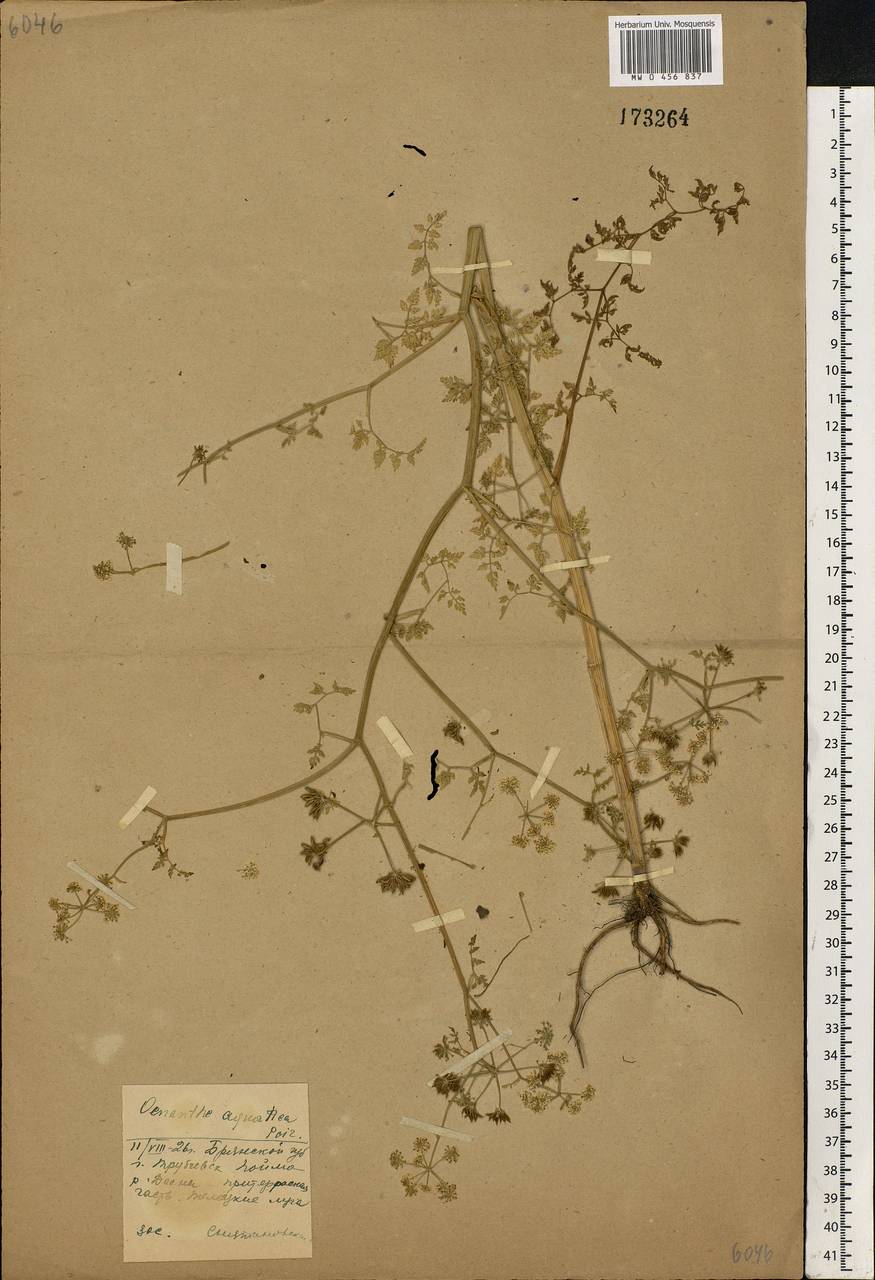 Oenanthe aquatica (L.) Poir., Eastern Europe, Western region (E3) (Russia)