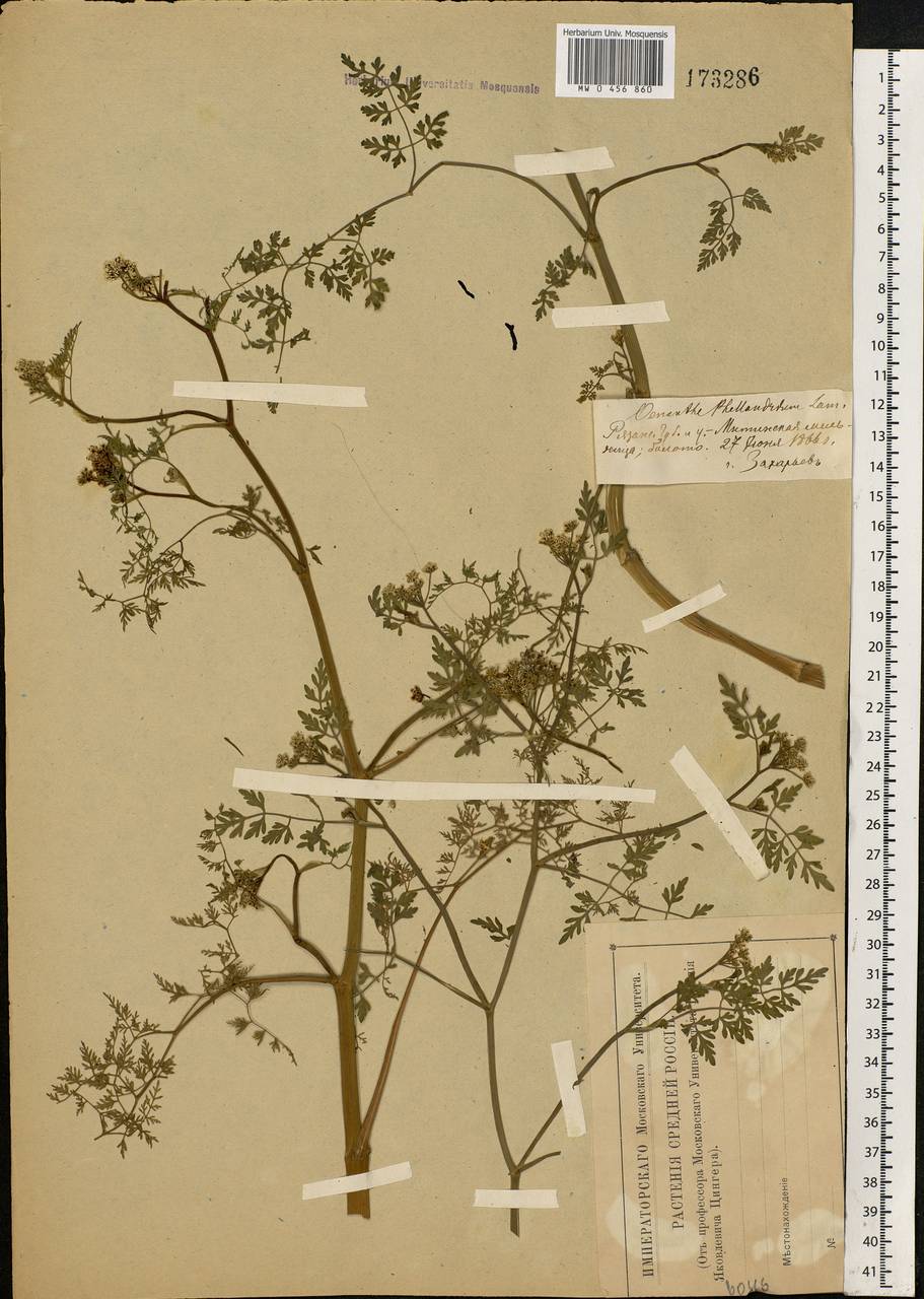 Oenanthe aquatica (L.) Poir., Eastern Europe, Central region (E4) (Russia)