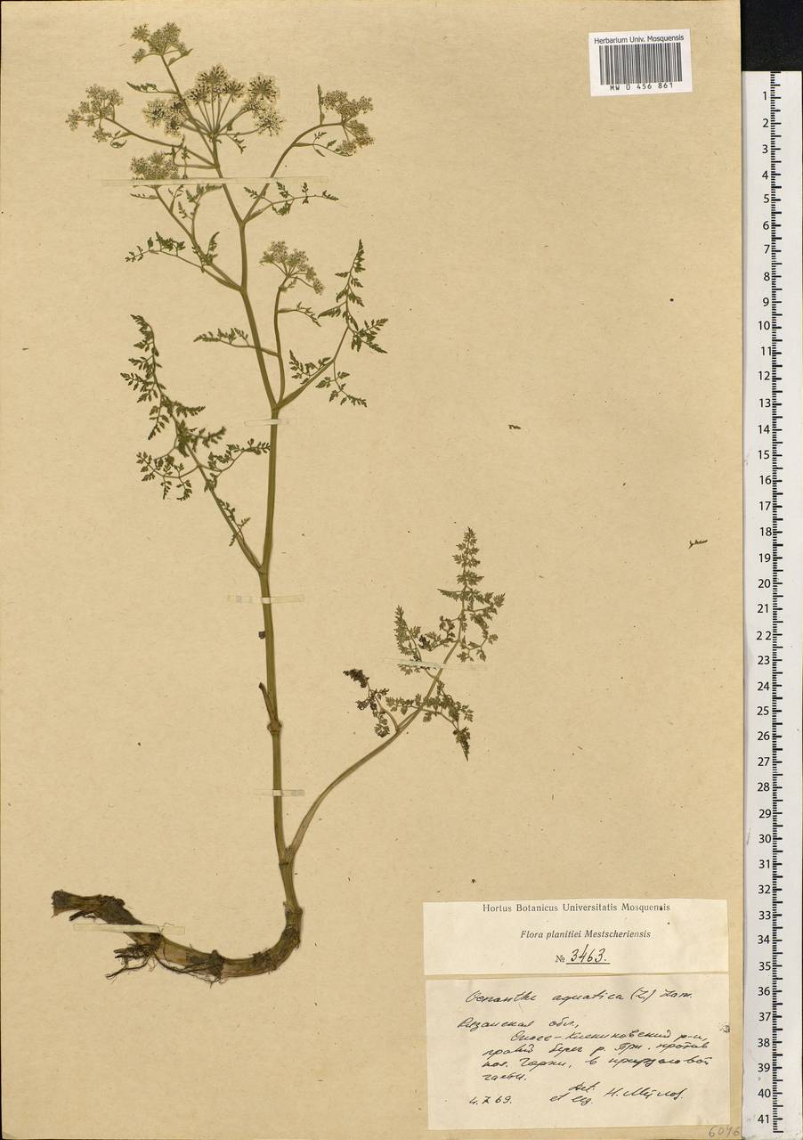 Oenanthe aquatica (L.) Poir., Eastern Europe, Central region (E4) (Russia)