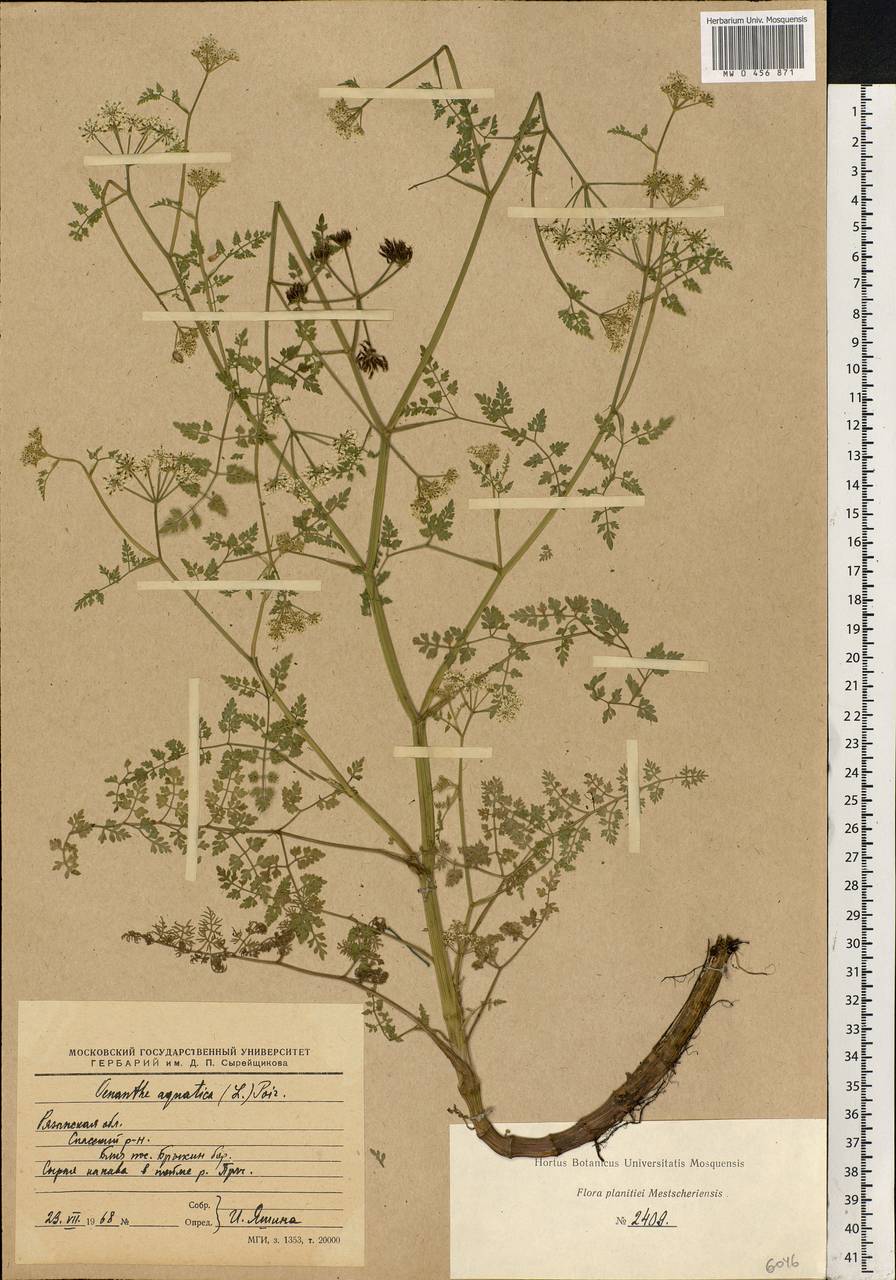 Oenanthe aquatica (L.) Poir., Eastern Europe, Central region (E4) (Russia)