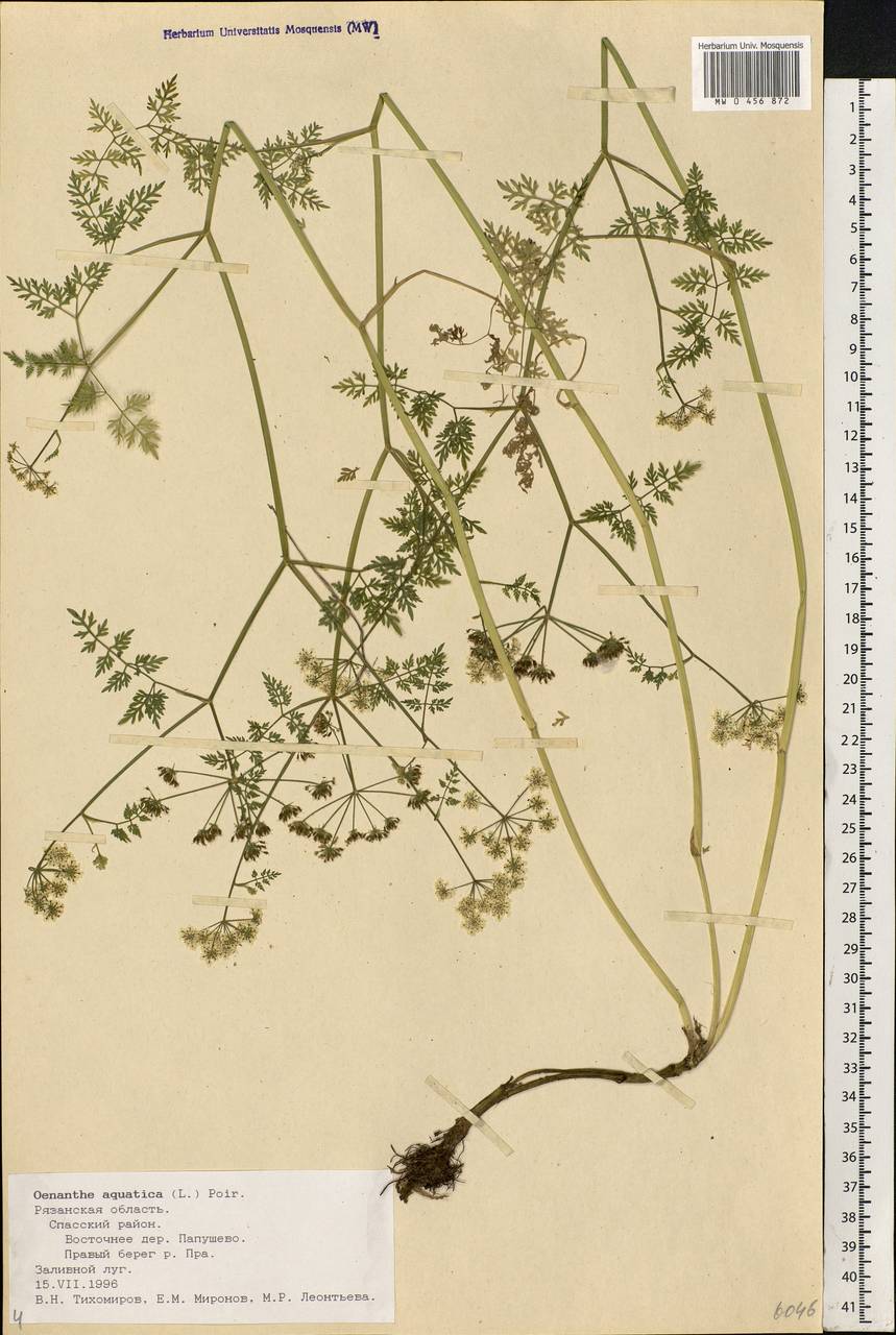 Oenanthe aquatica (L.) Poir., Eastern Europe, Central region (E4) (Russia)