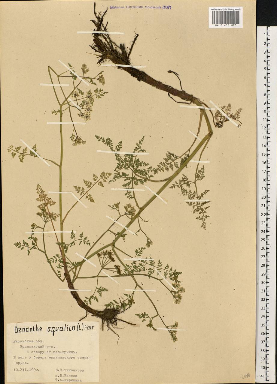 Oenanthe aquatica (L.) Poir., Eastern Europe, Central region (E4) (Russia)