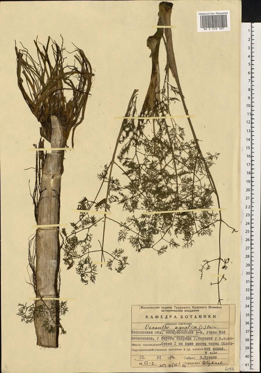 Oenanthe aquatica (L.) Poir., Eastern Europe, Moscow region (E4a) (Russia)