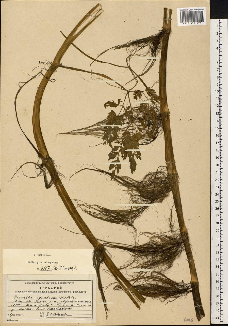 Oenanthe aquatica (L.) Poir., Eastern Europe, Moscow region (E4a) (Russia)