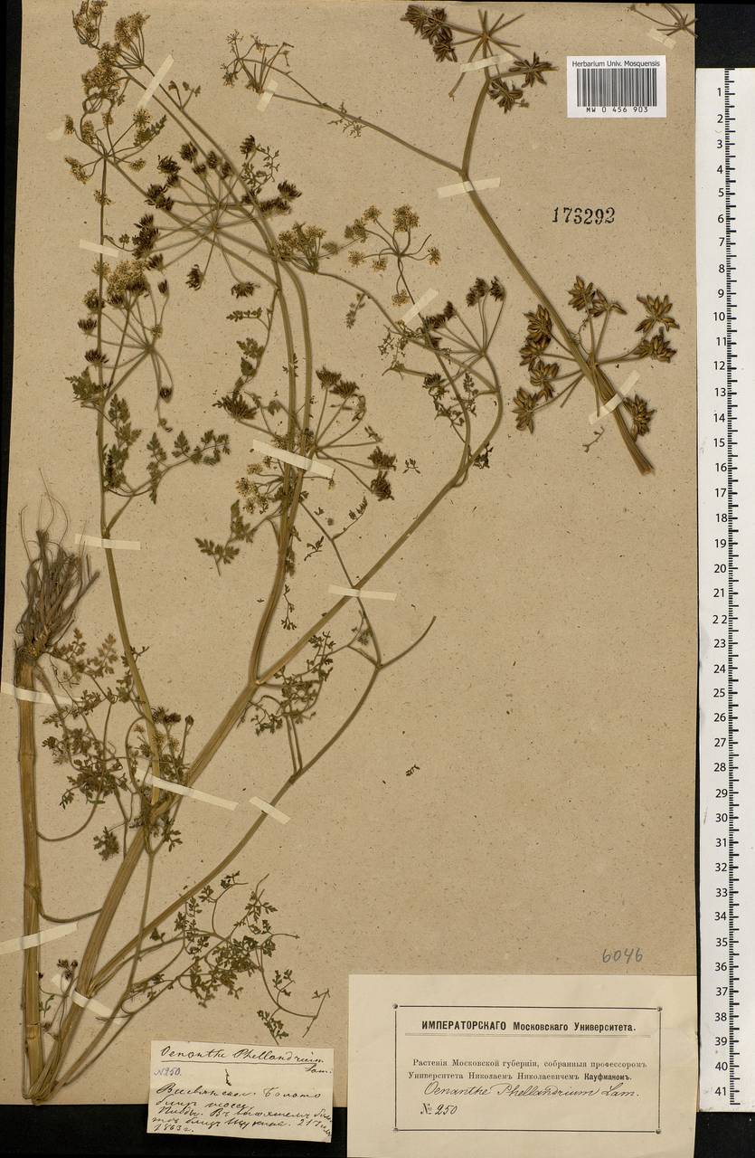 Oenanthe aquatica (L.) Poir., Eastern Europe, Moscow region (E4a) (Russia)