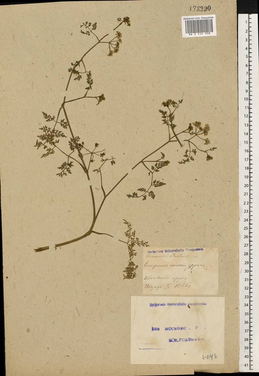 Oenanthe aquatica (L.) Poir., Eastern Europe, Moscow region (E4a) (Russia)