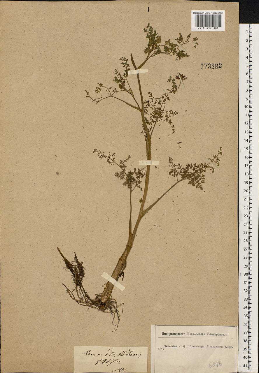 Oenanthe aquatica (L.) Poir., Eastern Europe, Moscow region (E4a) (Russia)