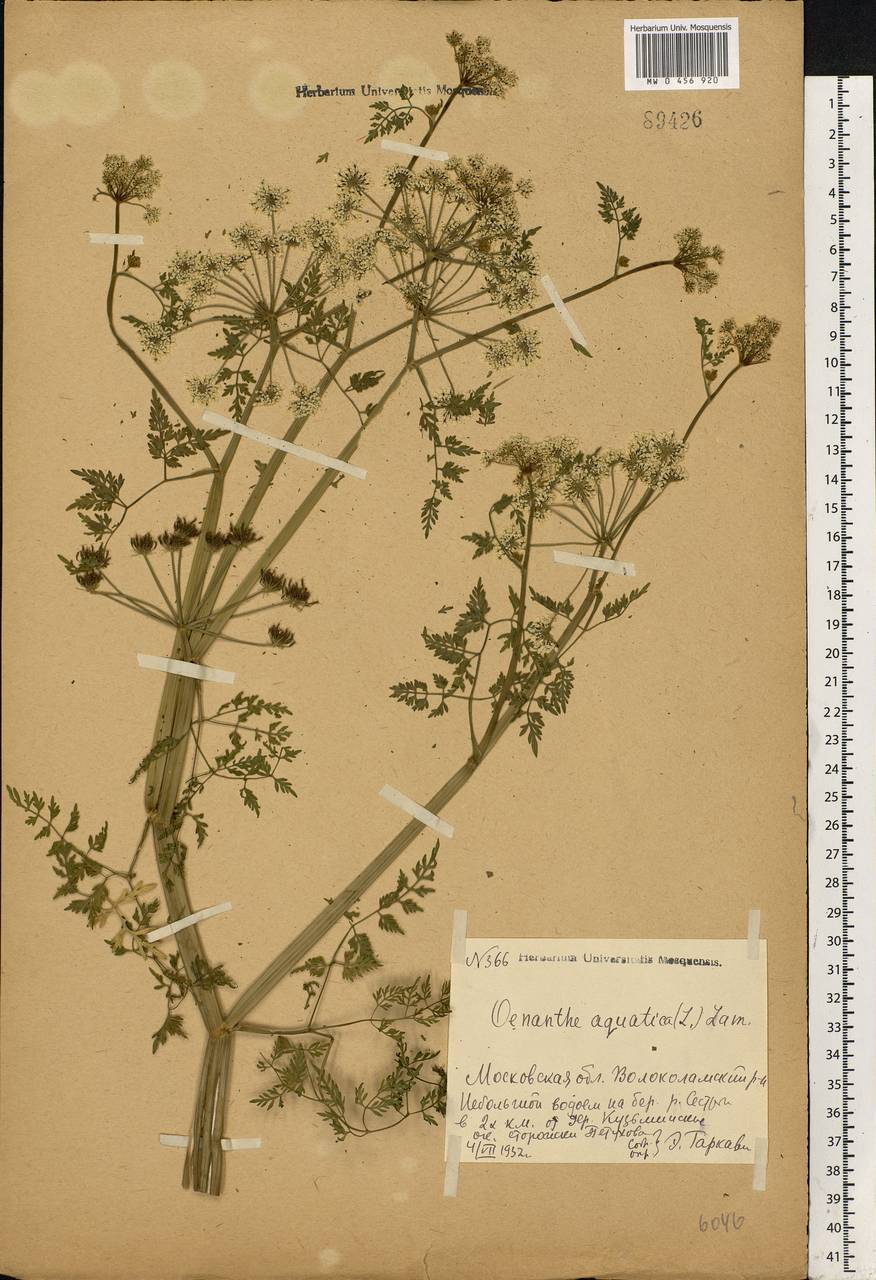 Oenanthe aquatica (L.) Poir., Eastern Europe, Moscow region (E4a) (Russia)