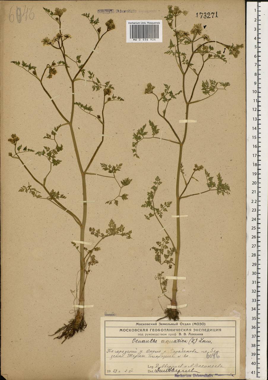 Oenanthe aquatica (L.) Poir., Eastern Europe, Moscow region (E4a) (Russia)