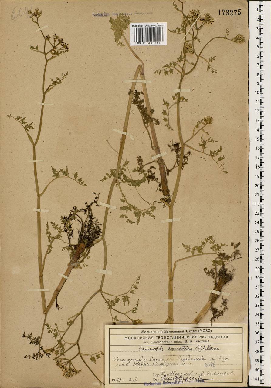 Oenanthe aquatica (L.) Poir., Eastern Europe, Moscow region (E4a) (Russia)