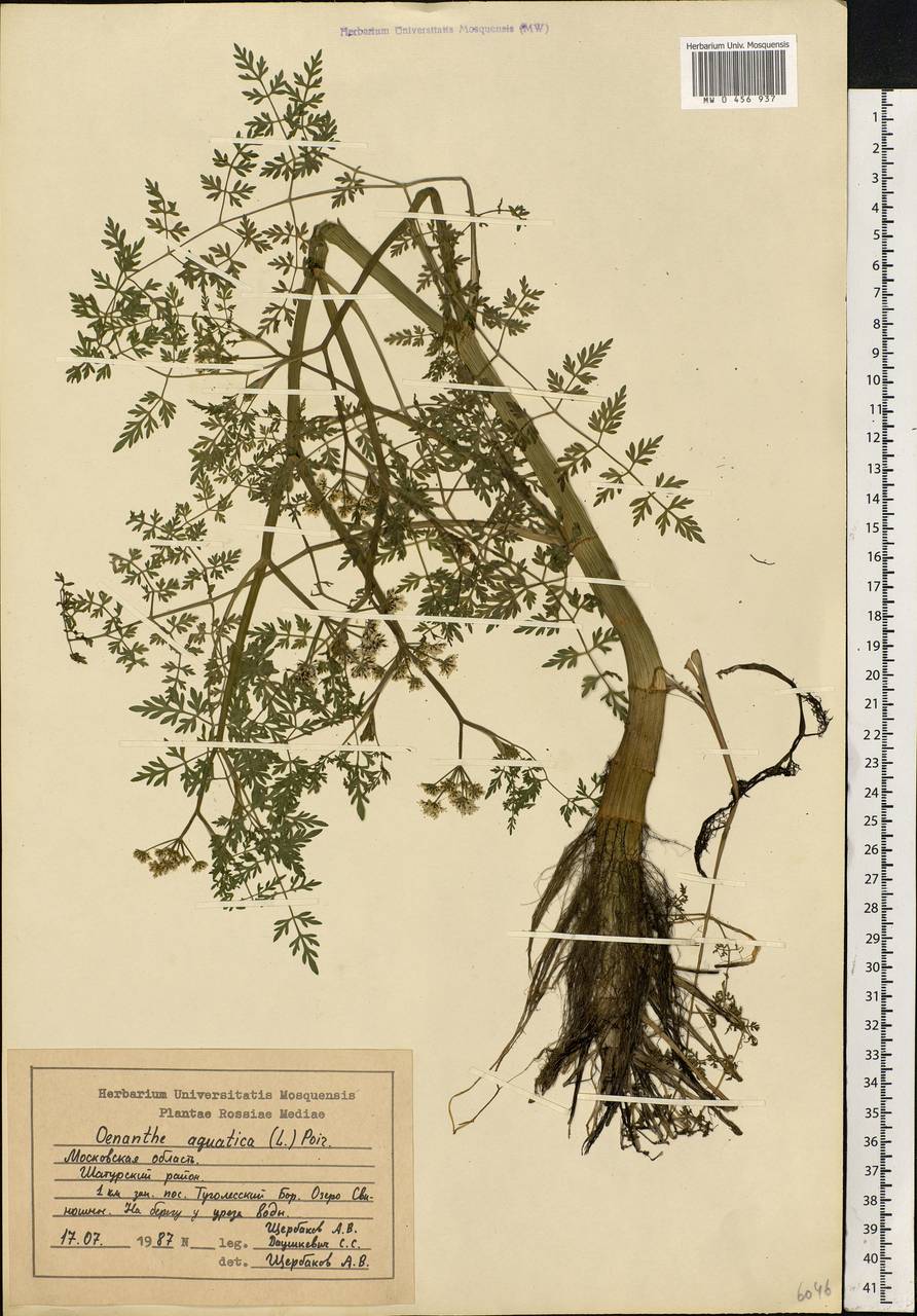 Oenanthe aquatica (L.) Poir., Eastern Europe, Moscow region (E4a) (Russia)