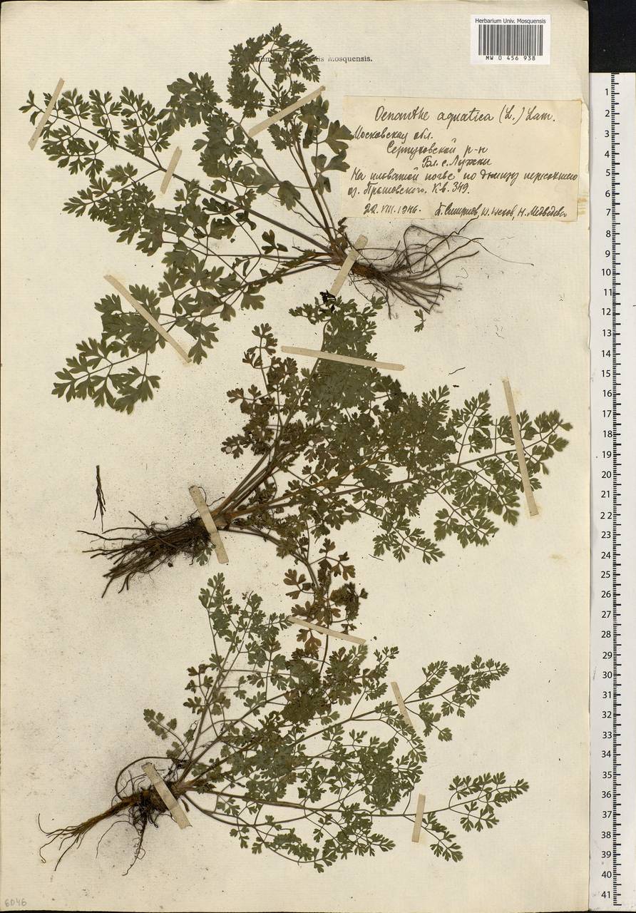 Oenanthe aquatica (L.) Poir., Eastern Europe, Moscow region (E4a) (Russia)