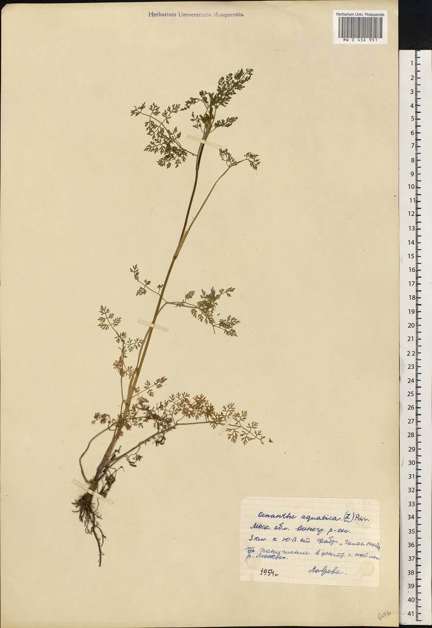 Oenanthe aquatica (L.) Poir., Eastern Europe, Moscow region (E4a) (Russia)