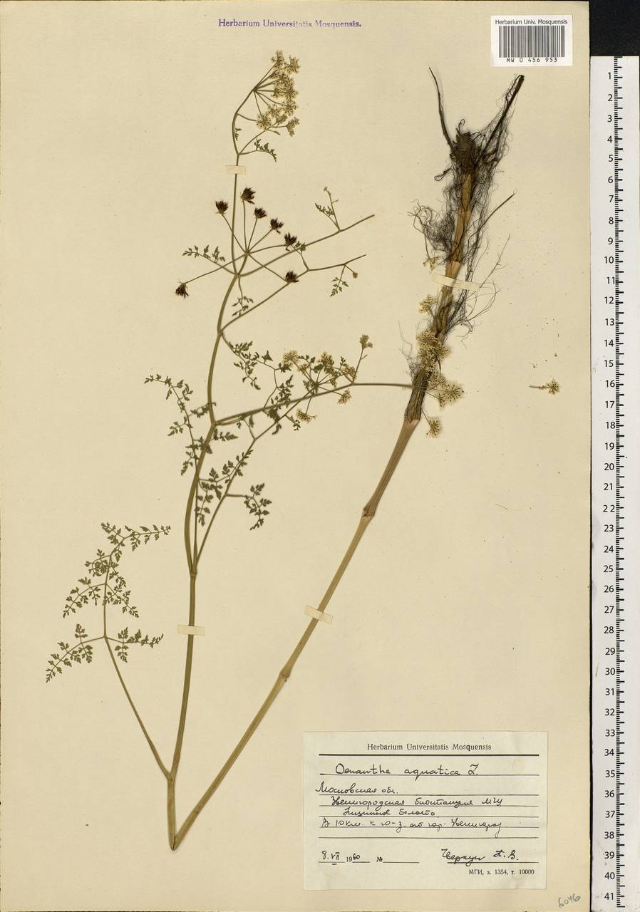 Oenanthe aquatica (L.) Poir., Eastern Europe, Moscow region (E4a) (Russia)