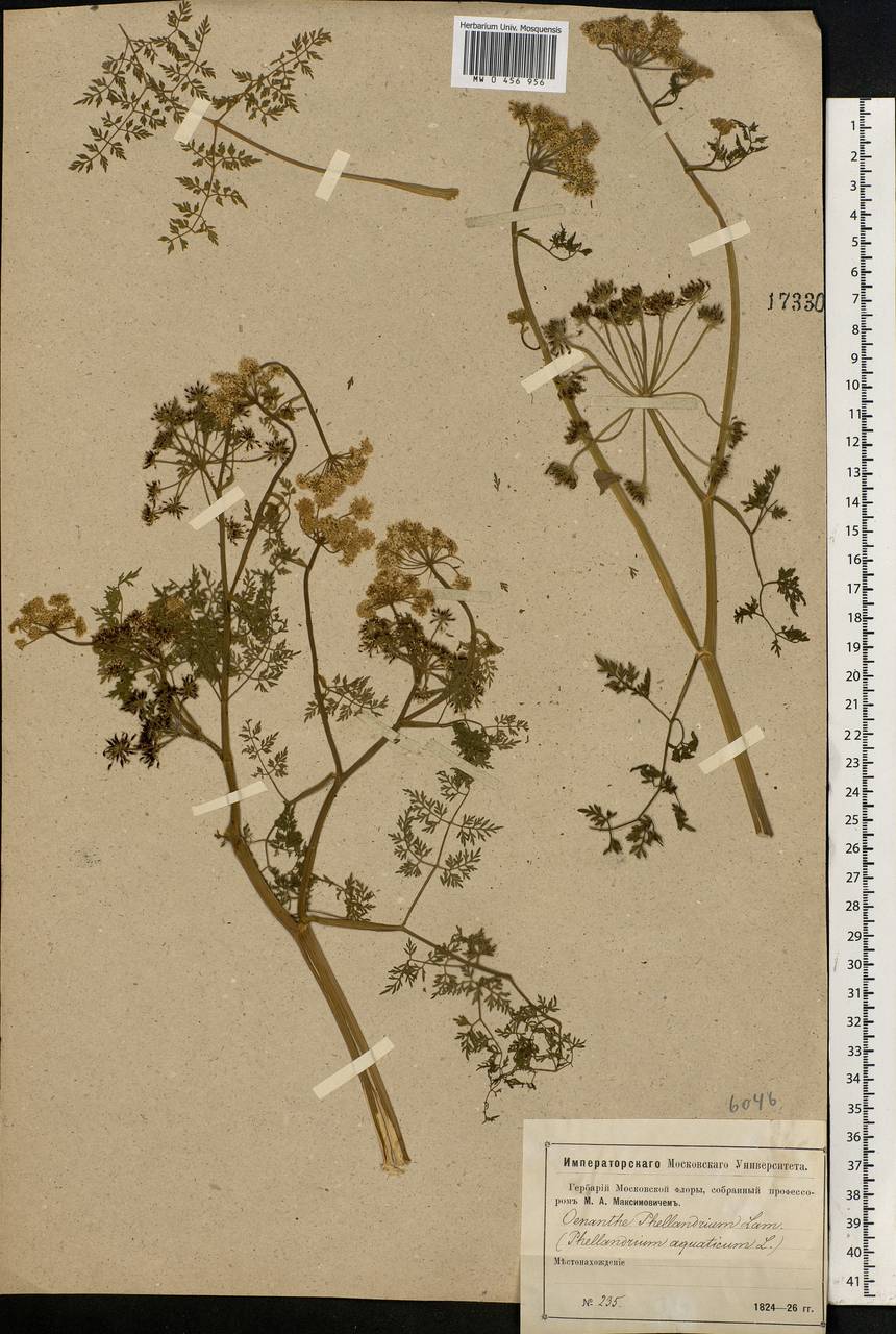Oenanthe aquatica (L.) Poir., Eastern Europe, Moscow region (E4a) (Russia)