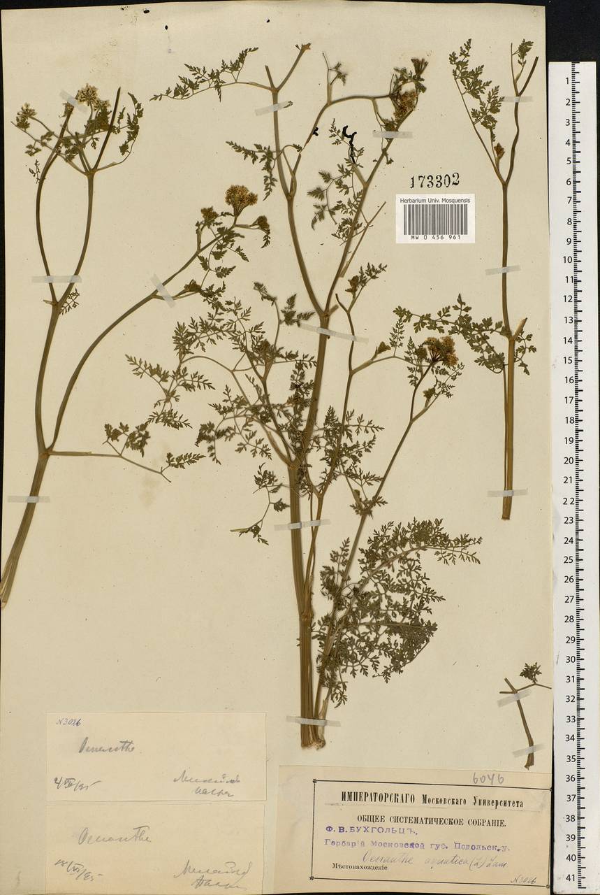 Oenanthe aquatica (L.) Poir., Eastern Europe, Moscow region (E4a) (Russia)