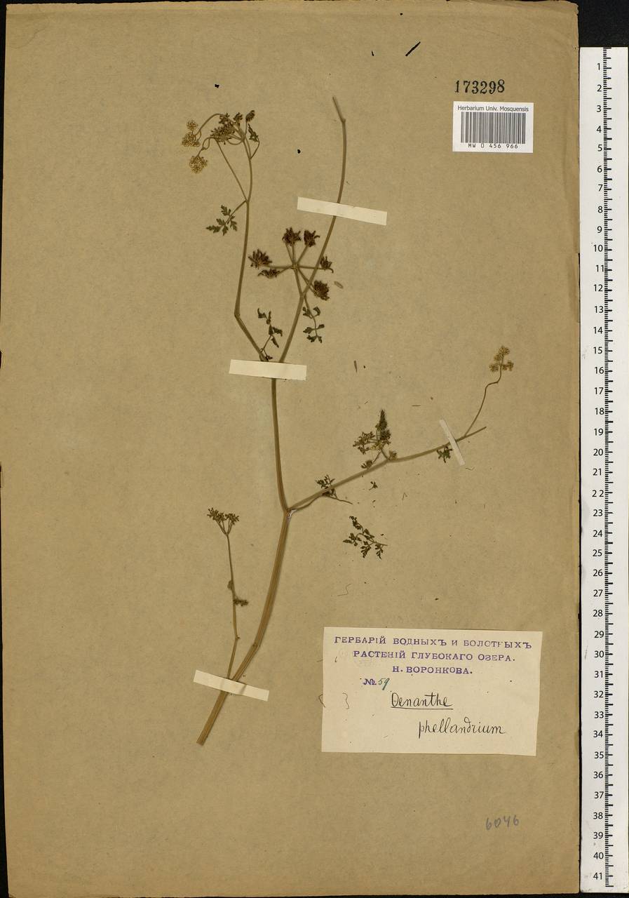 Oenanthe aquatica (L.) Poir., Eastern Europe, Moscow region (E4a) (Russia)