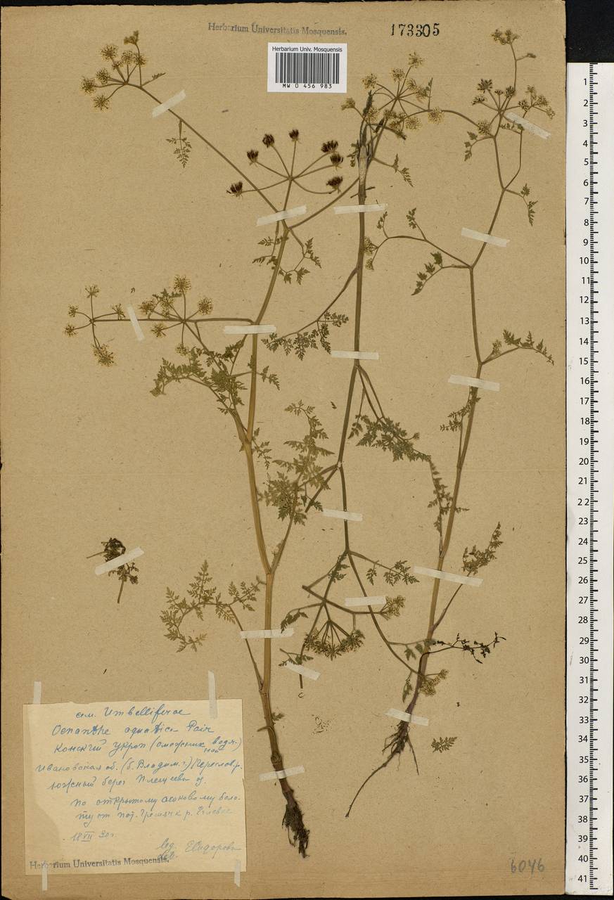 Oenanthe aquatica (L.) Poir., Eastern Europe, Central forest region (E5) (Russia)
