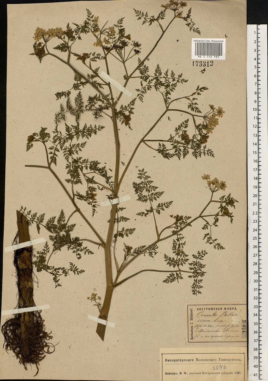 Oenanthe aquatica (L.) Poir., Eastern Europe, Central forest region (E5) (Russia)