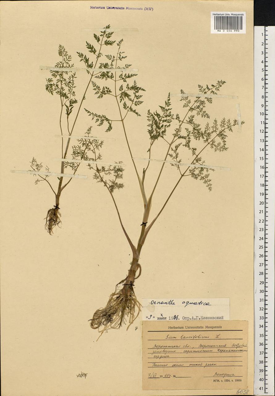 Oenanthe aquatica (L.) Poir., Eastern Europe, Central forest-and-steppe region (E6) (Russia)