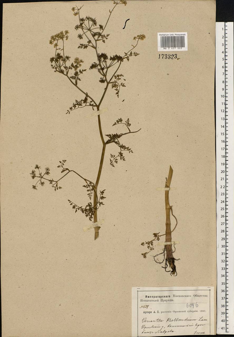 Oenanthe aquatica (L.) Poir., Eastern Europe, Central forest-and-steppe region (E6) (Russia)