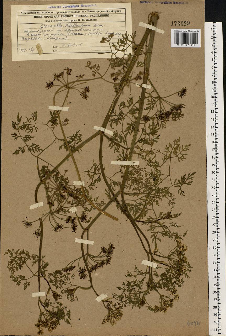 Oenanthe aquatica (L.) Poir., Eastern Europe, Middle Volga region (E8) (Russia)