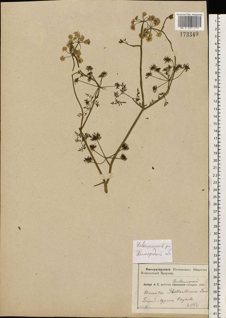 Oenanthe aquatica (L.) Poir., Eastern Europe, Volga-Kama region (E7) (Russia)