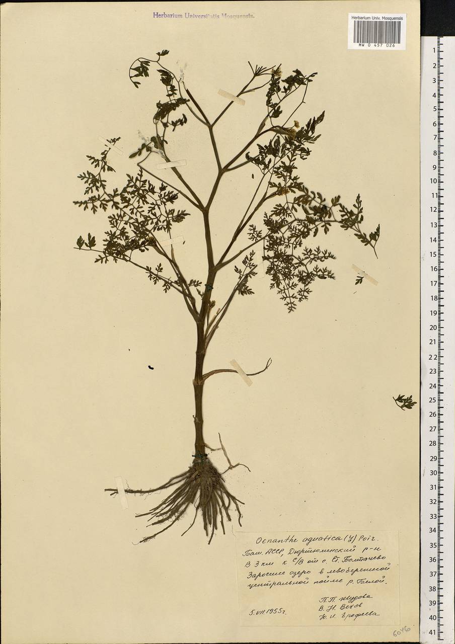 Oenanthe aquatica (L.) Poir., Eastern Europe, Eastern region (E10) (Russia)