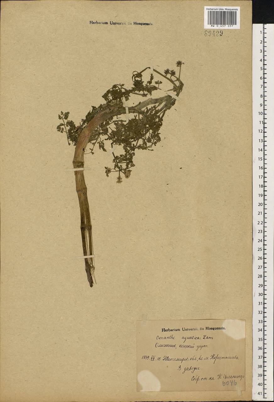 Oenanthe aquatica (L.) Poir., Eastern Europe, North Ukrainian region (E11) (Ukraine)