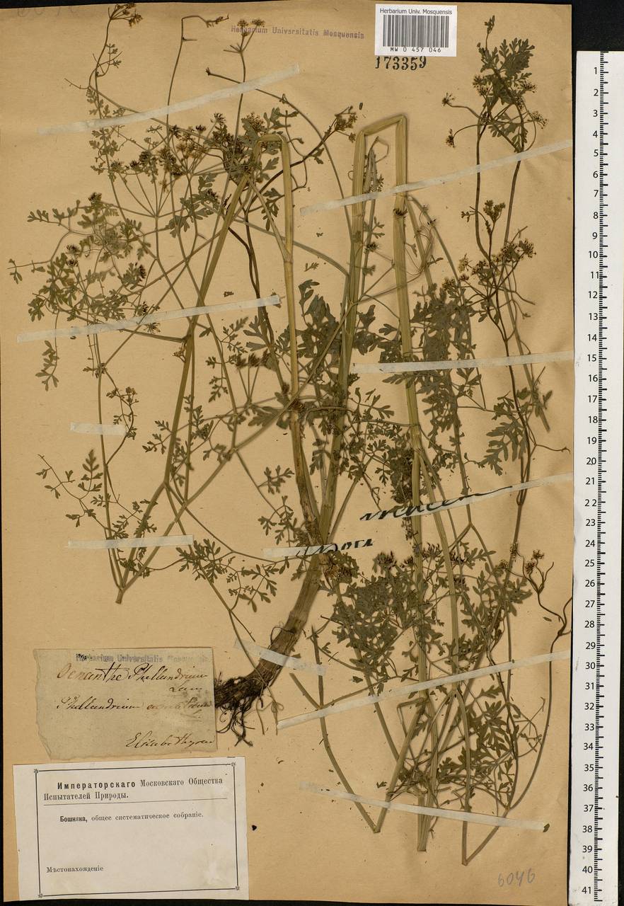 Oenanthe aquatica (L.) Poir., Eastern Europe, South Ukrainian region (E12) (Ukraine)