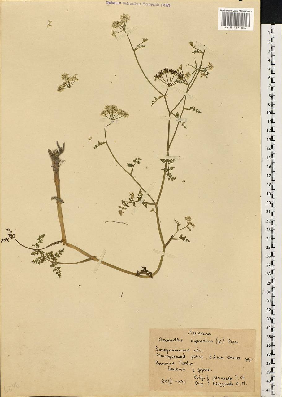 Oenanthe aquatica (L.) Poir., Eastern Europe, West Ukrainian region (E13) (Ukraine)