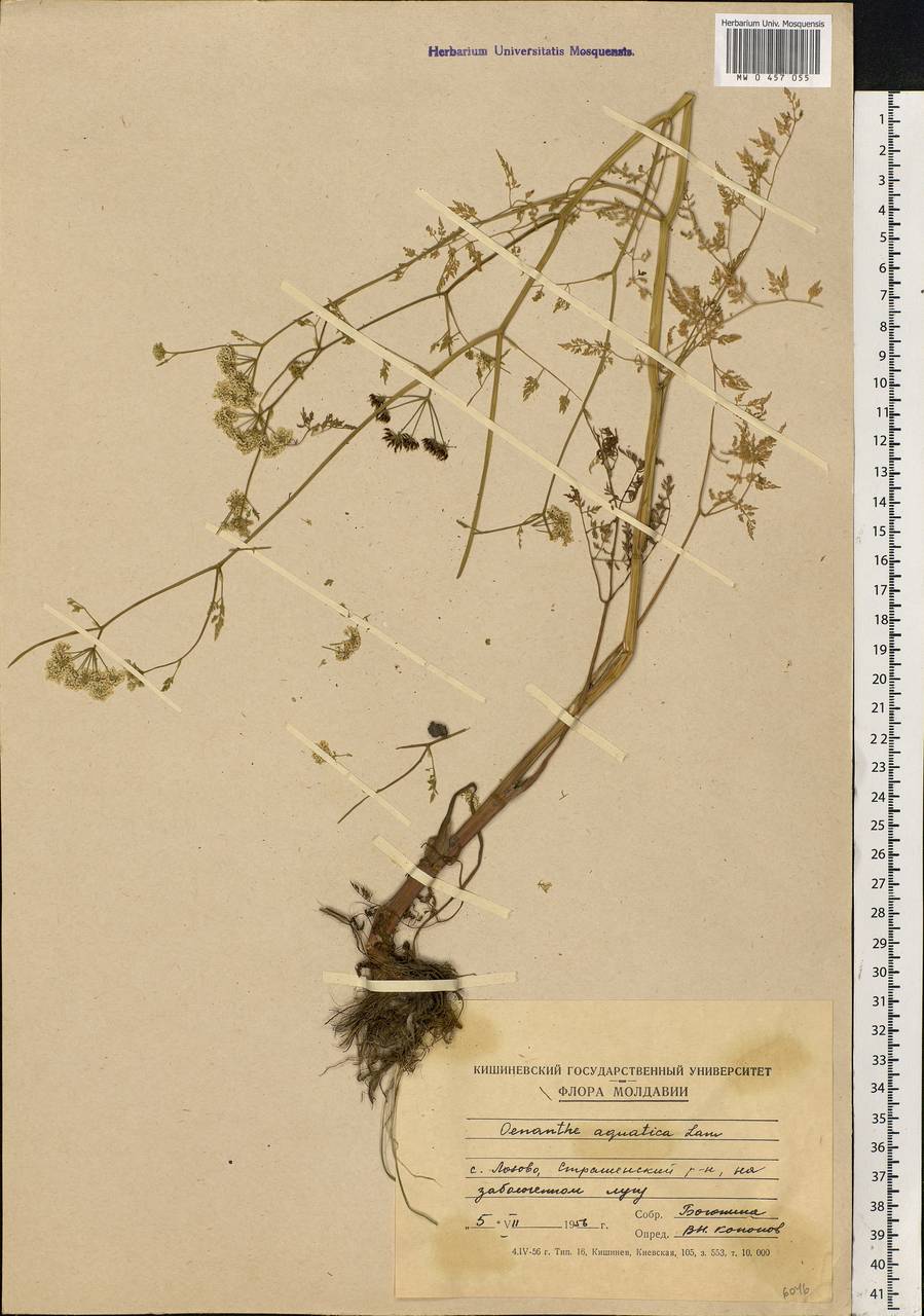 Oenanthe aquatica (L.) Poir., Eastern Europe, Moldova (E13a) (Moldova)