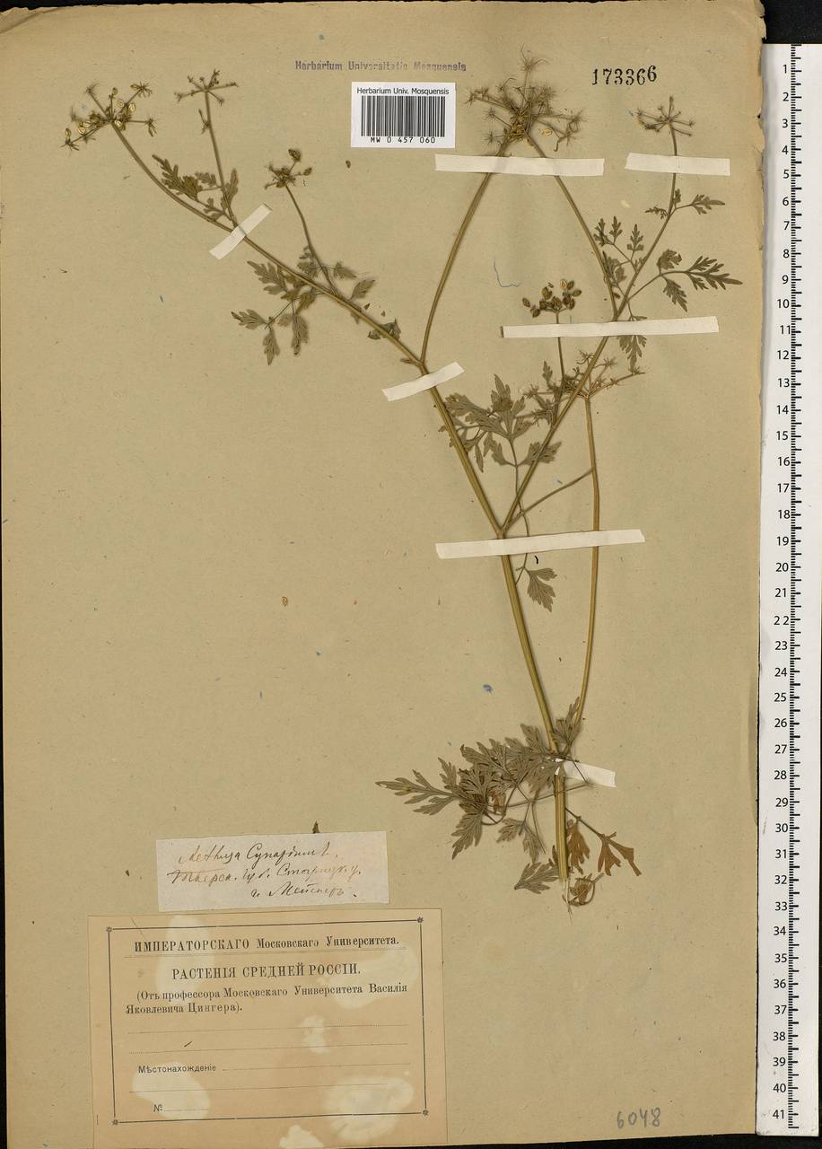 Aethusa cynapium L., Eastern Europe, North-Western region (E2) (Russia)
