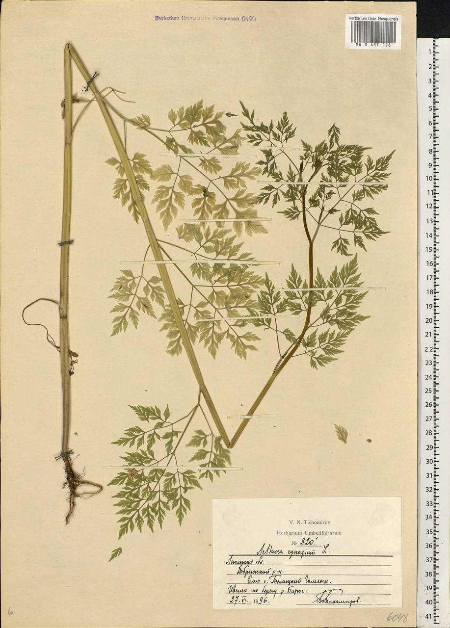 Aethusa cynapium L., Eastern Europe, Central forest-and-steppe region (E6) (Russia)