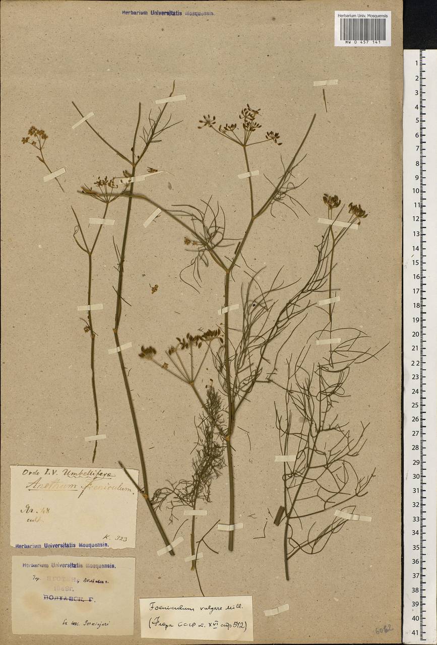 Anethum foeniculum L., Eastern Europe, North Ukrainian region (E11) (Ukraine)