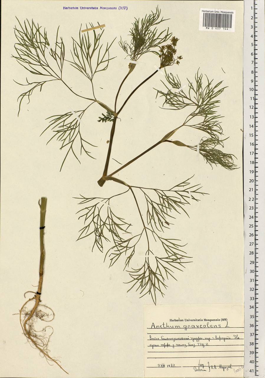 Anethum graveolens L., Eastern Europe, Northern region (E1) (Russia)