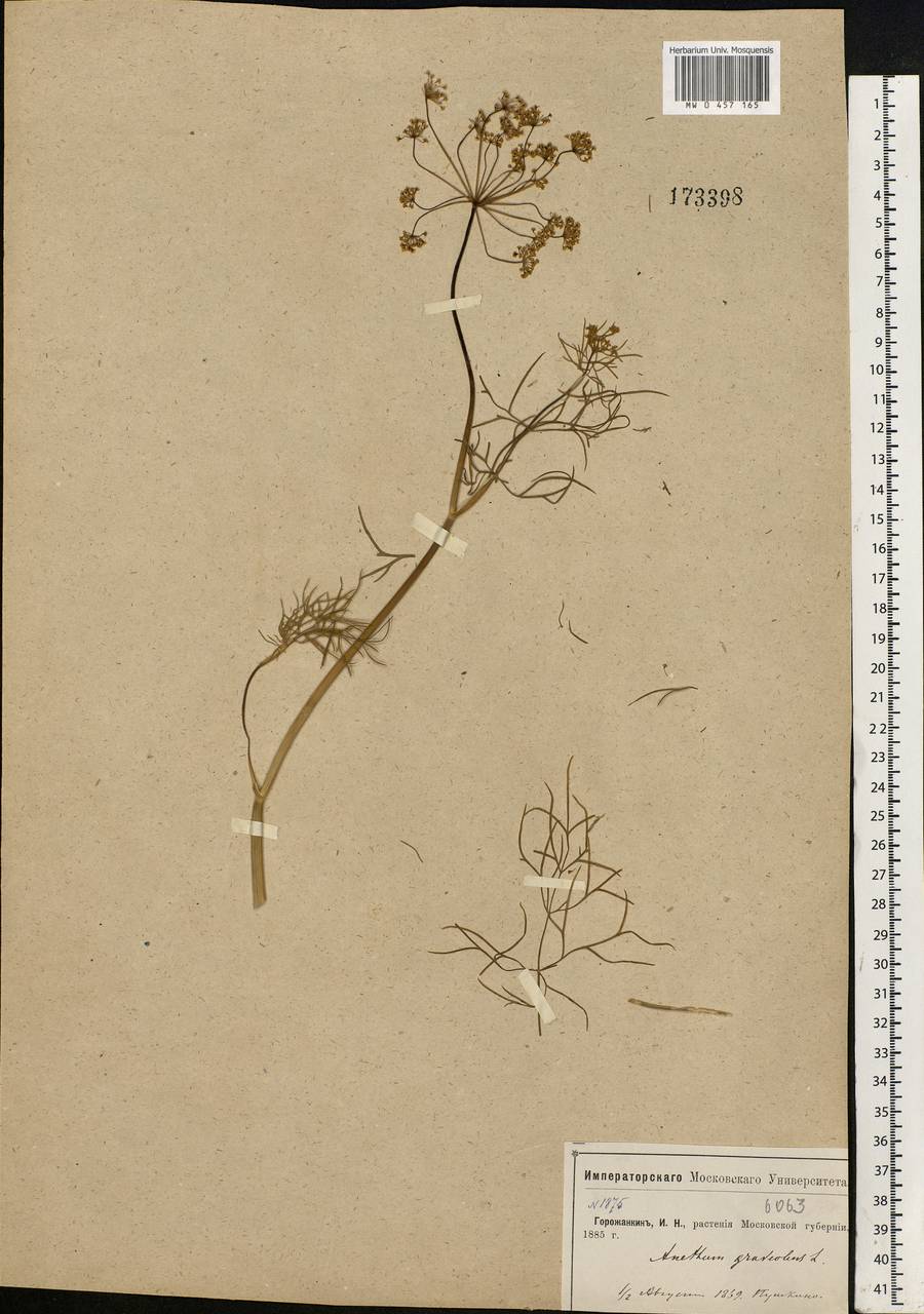 Anethum graveolens L., Eastern Europe, Moscow region (E4a) (Russia)