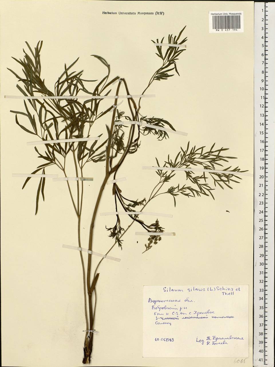 Silaum silaus (L.) Schinz & Thell., Eastern Europe, Central forest-and-steppe region (E6) (Russia)