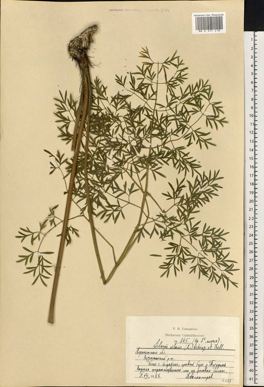 Silaum silaus (L.) Schinz & Thell., Eastern Europe, Central forest-and-steppe region (E6) (Russia)