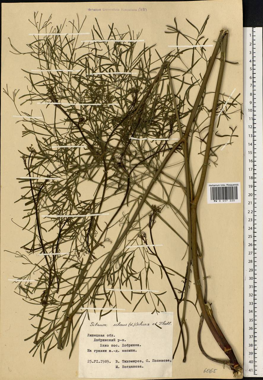 Silaum silaus (L.) Schinz & Thell., Eastern Europe, Central forest-and-steppe region (E6) (Russia)