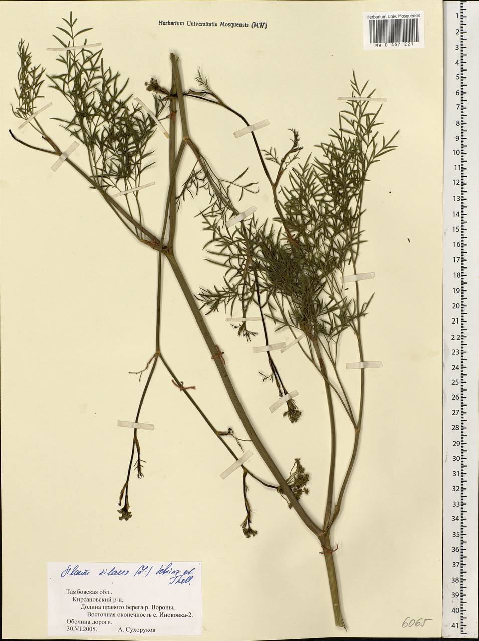 Silaum silaus (L.) Schinz & Thell., Eastern Europe, Central forest-and-steppe region (E6) (Russia)