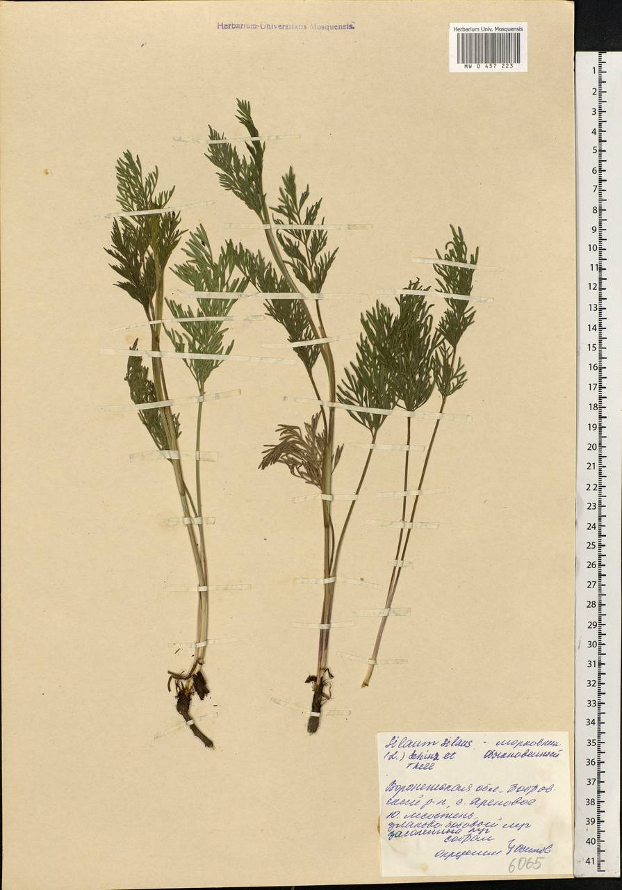 Silaum silaus (L.) Schinz & Thell., Eastern Europe, Central forest-and-steppe region (E6) (Russia)